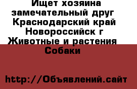 Ищет хозяина замечательный друг - Краснодарский край, Новороссийск г. Животные и растения » Собаки   